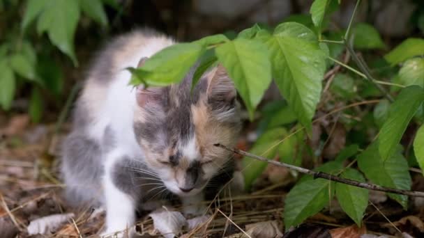 Голодная уставшая бездомная дикая кошка сидит в сухой траве в зеленой листве. 4K — стоковое видео