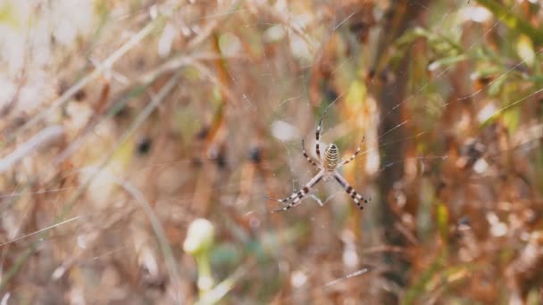 Webでスパイダーがハングする葉のぼやけた背景で待機中のプレス。4K — ストック動画