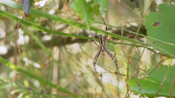 말벌은 검은 배경의 안개 속에서 준비 된 웹 상의 거미를 잡는다. 4K — 비디오