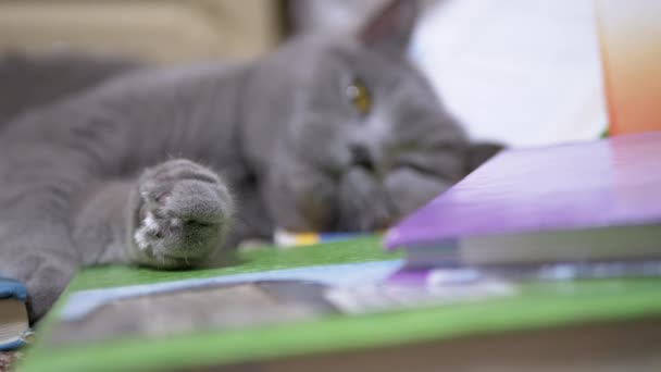 Stanco grigio British Home Cat con occhi verdi cade addormentato su libri sparsi. 4K — Video Stock