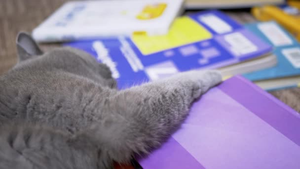 Gris fatigué British Home Cat aux yeux verts s'endort sur des livres éparpillés. 4K — Video