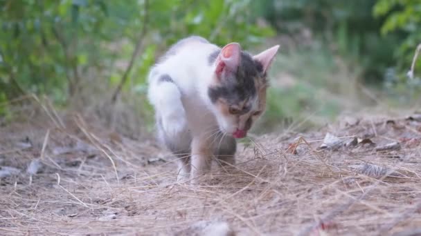 Άστεγη γάτα Tricolor θάβει περιττώματα με παχύσαρκα σε ξηρό γρασίδι. 4K. Κλείσε. — Αρχείο Βίντεο