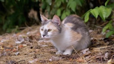 Yorgun Evsiz Üç Renkli Vahşi Kedi Yeşil Yeşillikte Kuru Çimlerde Oturuyor. Kapat.