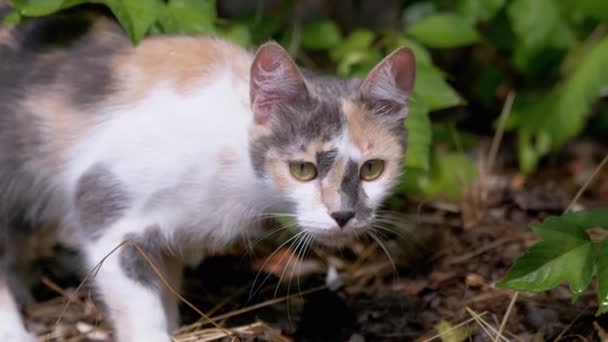 Obdachlose Tricolor Wildkatze, die in der Natur in grünem Laub wandelt. 4K — Stockvideo