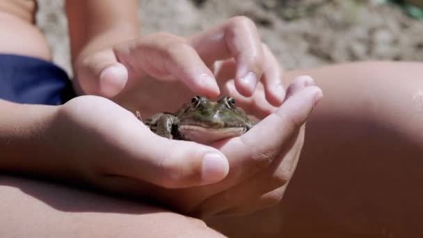 Child Fingers Stroke a Green Frog in Hand, in Beam Sunlight on Beach. 4K — Stock Video