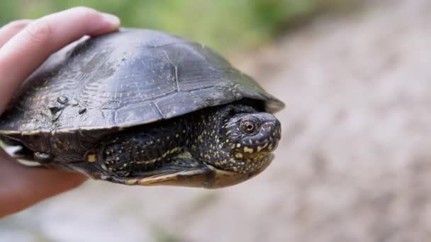 Mężczyzna trzyma schwytanego żółwia stawu na wybrzeżu nad rzeką. 4K. Zamknij się. — Wideo stockowe