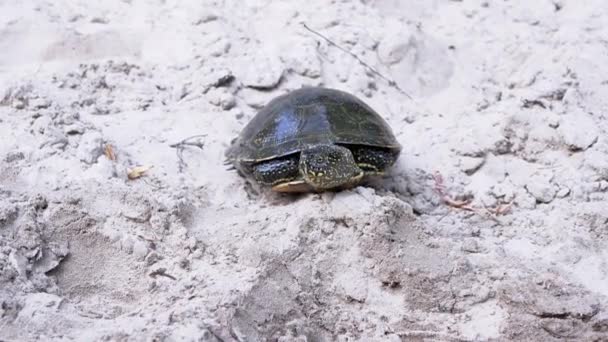 Europäische Flussschildkröte sitzt auf nassem, schmutzigem Sand an der Küste. 4K. Zeitlupe — Stockvideo