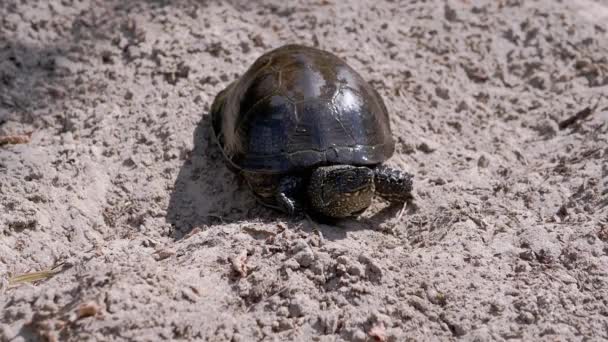 European Pond Turtle siedzi na mokro, brudny piasek. Zwolniony ruch — Wideo stockowe