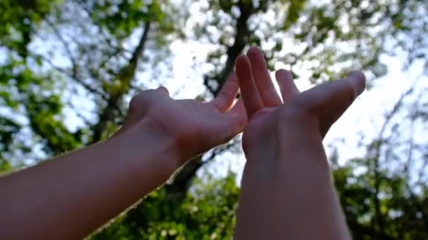 Hände eines glücklichen Mädchens reichen sich das Sonnenlicht auf einem verschwommenen Hintergrund von Bäumen. — Stockvideo