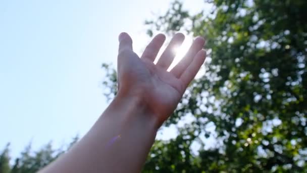Mãos de uma menina feliz chega à luz do sol em um fundo borrado de árvores. — Vídeo de Stock