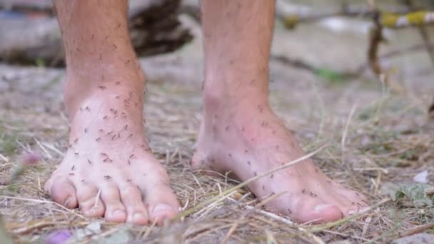 Exército de formigas marrons está rastejando em pernas nuas humanas em pé na grama. — Vídeo de Stock