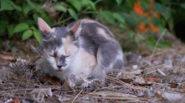 Yorgun Evsiz Üç Renkli Vahşi Kedi Yeşil Yeşillikte Kuru Çimlerde Oturuyor. Yavaş çekim