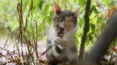 Evsiz Üç Renkli Kedi Yıkama, Kuru Çimlerin Arasında Saklanmak. 4K