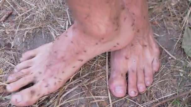 Armén av bruna myror kryper på människoben stående på gräs. — Stockvideo