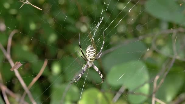 Wasp Spider Argiope bruennichi siedzi w sieci czekając na ofiarę. 4K. Zamknij się. — Wideo stockowe