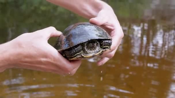 Le mâle tient dans les mains une tortue d'étang prise dans la rivière. 4K. Ferme là. Mouvement lent — Video