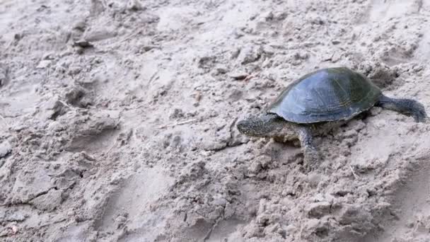 European Pond Turtle Crawls by Wet, Dirty Sand on Beach. 4K — Stock Video