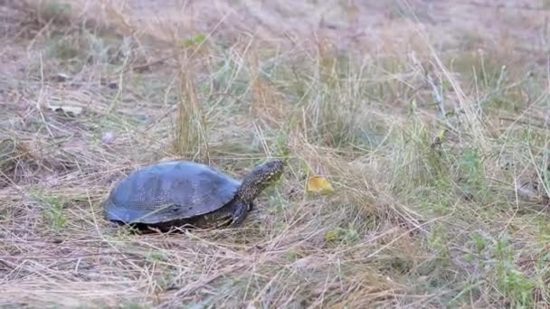 European River Turtle Crawling by Dry Grass in Forest (em inglês). 4K. Fechar — Vídeo de Stock