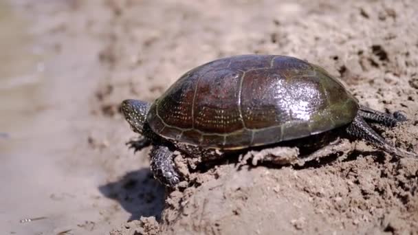 European River Turtle σέρνεται από την υγρή άμμο στην παραλία. Κλείσε. Αργή κίνηση — Αρχείο Βίντεο