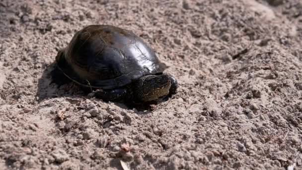 European Green River Tortoise Crawls by Mokry piasek na plaży. Zamknij drzwi. Zwolniony ruch — Wideo stockowe
