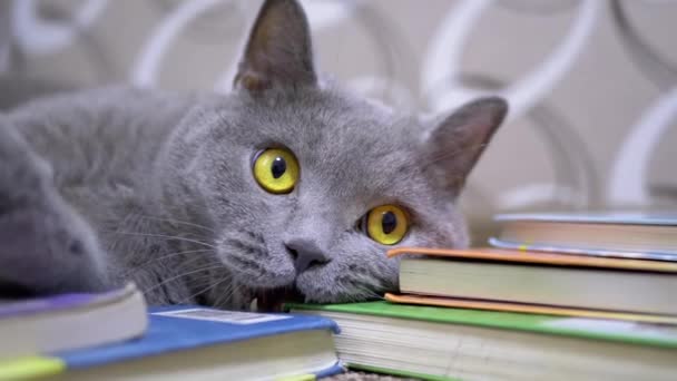 Grå Brittisk Hem Katt med Öppen Ögon, Munnen, Tänder, Tugga, Bites spridda Böcker — Stockvideo