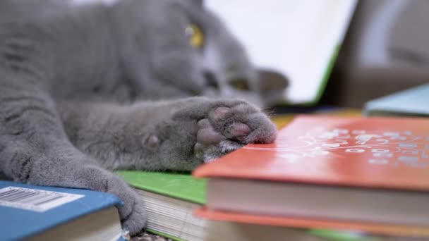 Unavená šedá britská domácí kočka se zelenýma očima usnula na roztroušených knihách. 4K — Stock video