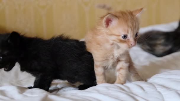 Два маленьких пушистых котенка начинают гулять, играя на старой кровати в комнате. 4K — стоковое видео