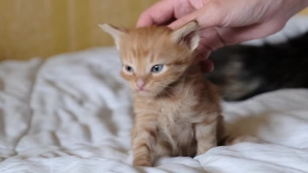 La mano femenina acaricia a un gatito peludo de jengibre pequeño, sentado en la cama. 4K — Vídeos de Stock