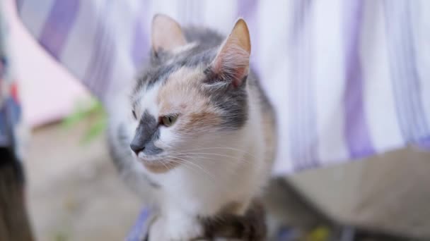 Un gato solitario sin hogar cansado y tricolor se sienta en un registro al aire libre. 4K. De cerca. — Vídeos de Stock