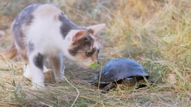 Evsiz Üç Renkli Kedi Çimenlerde bir Kaplumbağa Nehir Kaplumbağasıyla Oynuyor.