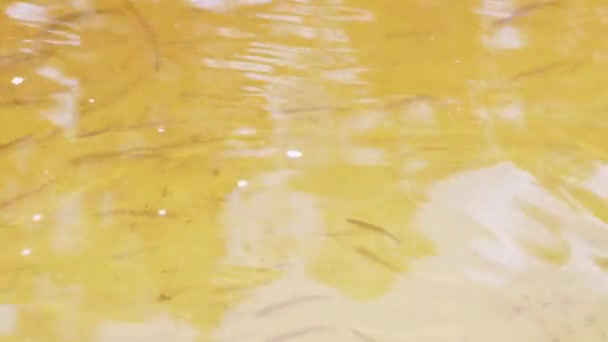 Escuela de peces pequeños nada bajo el agua en aguas cristalinas reflejadas por los rayos del sol. 4K — Vídeos de Stock