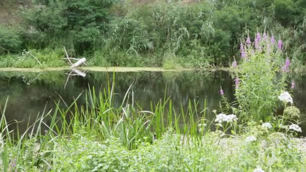 Zielone trzciny, Kwiaty łąki Rosną na tle spokojnej rzeki, Bagna — Wideo stockowe