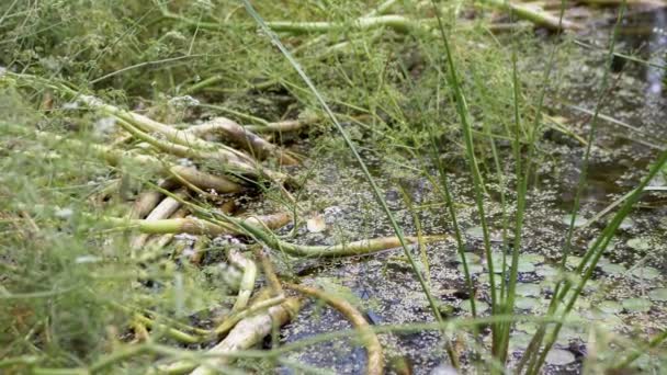 Overgrown, Ανθοφόρος βάλτος, ένας ποταμός με πράσινα υδρόβια φυτά λιβαδιών, καλάμια — Αρχείο Βίντεο