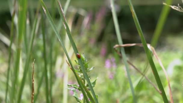 Petite coccinelle rouge rampe le long d'une fine lame verte d'herbe vers le soleil. 4K — Video