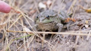 Yaklaşan İnsan Parmağı 'ndan ürkmüş bir kurbağa sıçradı. 4 bin. Kapat.