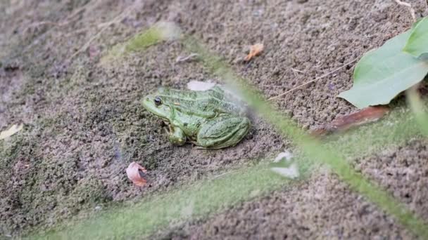 Grüner Schilffrosch sitzt auf nassem Sand in Sonnenstrahlen bei Sonnenuntergang in der Nähe des Flussufers. 4K — Stockvideo