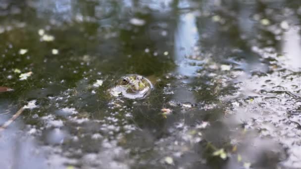 La rana común verde camuflada se sienta sobre el agua superficial en Duckweed en un estanque. 4K — Vídeo de stock