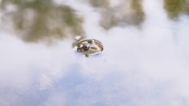 Kamufláž Zelená společná žába sedí na povrchové vodě, koupání v bažině. Přiblížení — Stock video