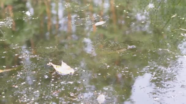 Una víbora herida se esconde en algas verdes en la superficie del agua en el río — Vídeos de Stock