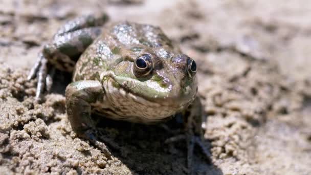Zelená skvrnitá žába sedí na mokrém písku ve slunečních paprscích při západu slunce na břehu řeky. Přiblížení — Stock video