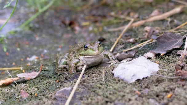 Green Spotted Reed Toad se sienta en la arena húmeda de una presa que espera. 4K. Movimiento lento — Vídeo de stock