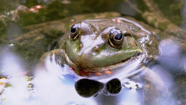Sapo de caña moteado verde se sienta en un pantano, algas, cisne, barro, mira a la cámara — Vídeo de stock
