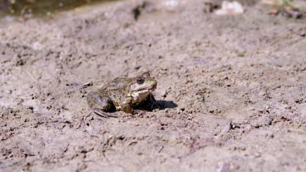 Hungry Green Spotted Reed Toad Sits on Wet Sand a Waiting Prey. 4K. Movimiento lento — Vídeo de stock