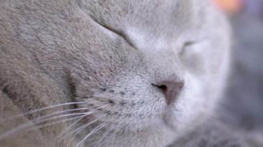 Büyük Uyuyan, Yorgun Gri İngiliz Kedisi Ağzı. 4 bin. Kapatın. Yavaş çekim
