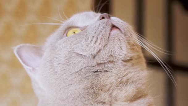 Nyfiken Grey, en fluffig Thoroughbred katt blickar upp, inte ta blicken bort. Zoom — Stockvideo