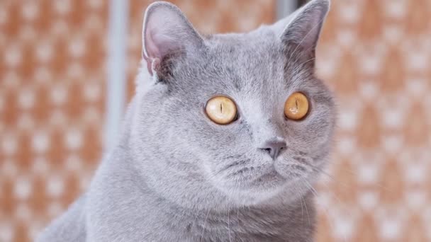 Zvědavý šedý britský kocour, sedí v pokoji, dívá se na objekt — Stock video