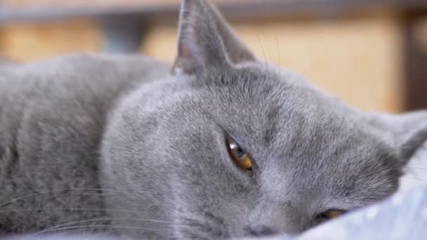 Child Hand Strokes the Wool of a Sleeping Gray Home British Cat. 4K. Movimiento lento — Vídeos de Stock