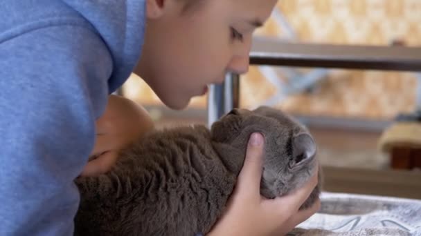 Kind, Teenager küsst das Gesicht einer großen grauen britischen Katze, die Pfoten hält. 4K — Stockvideo