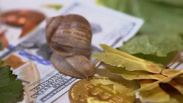Escargot rampant sur 100 Dollar Bill, une pièce Bitcoin sur fond de feuilles d'automne — Video
