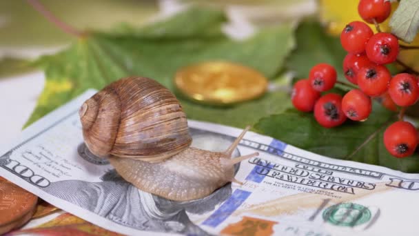 Escargot rampant sur 100 Dollar Bill, une pièce Bitcoin sur fond de feuilles d'automne — Video